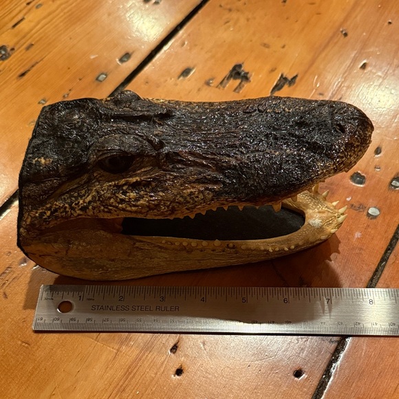 Taxidermy Alligator Head with Felt Backing - Picture 1 of 4